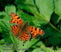 Polygonia_c-album_db0793