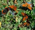 Polygonia_c-album_db0815