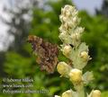 Polygonia_c-album_e1220