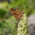 Polygonia_c-album_e1297