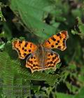 Polygonia_c-album_ff6460