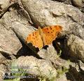 Polygonia_egea_e2125