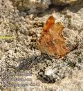 Polygonia_egea_e2142