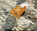 Polygonia_egea_e2147