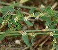 Polygonum_aviculare_a4865