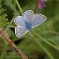 Polyommatus_amandus_ai0310