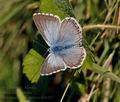 Polyommatus coridon bv0267