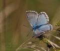 Polyommatus coridon bv0275