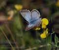 Polyommatus coridon bv0300