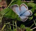 Polyommatus coridon bv0321