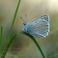 Polyommatus_daphnis_al1647