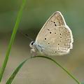 Polyommatus_daphnis_al1655