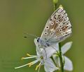 Polyommatus_dorylas_bk3752