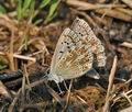 Polyommatus_icarus_cx8042