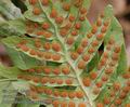 Polypodium_vulgare_aa5991