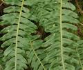 Polypodium_vulgare_bt3555