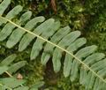 Polypodium_vulgare_bt3563