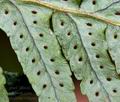 Polypodium_vulgare_bt3591