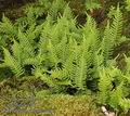 Polypodium_vulgare_d1263