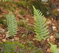 Polypodium_vulgare_d1264