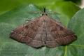 Polypogon_plumigeralis_co7511s