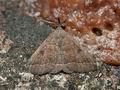 Polypogon_plumigeralis_co7529s
