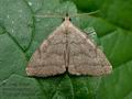 Polypogon_strigilata_ja6790s