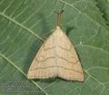 Polypogon_tentacularia_ab6643