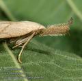 Polypogon_tentacularia_ab6644