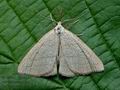 Polypogon_tentacularia_cu1779s