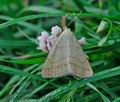 Polypogon_tentacularia_hz4464