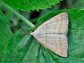 Polypogon_tentacularia_hz4491