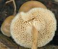 Polyporus_arcularius_ak7162