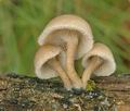 Polyporus_arcularius_ak7172