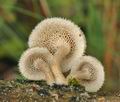 Polyporus_arcularius_ak7174