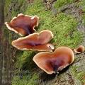 Polyporus_badius_al6353