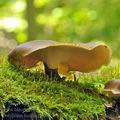 Polyporus_badius_bh9615