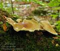 Polyporus_badius_bh9988