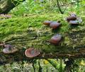 Polyporus_badius_bs9264