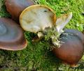 Polyporus_badius_bs9273