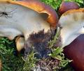 Polyporus_badius_bs9277