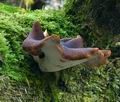 Polyporus_badius_bs9281