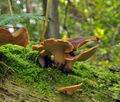 Polyporus_badius_bs9290