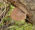 Polyporus_brumalis_a9050