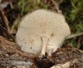 Polyporus_brumalis_a9054