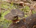 Polyporus_brumalis_a9060