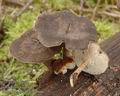 Polyporus_brumalis_a9066