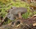 Polyporus_brumalis_a9067