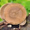 Polyporus_brumalis_bi6021