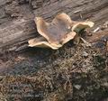 Polyporus_ciliatus_aa7324